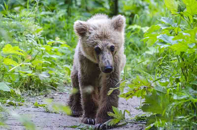 Oso Pardo - Kamchatka - Rusia 11.jpg